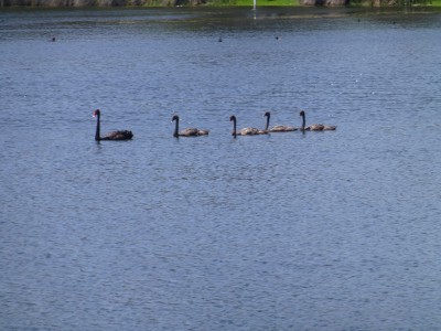 Mother Swan and her flotilla