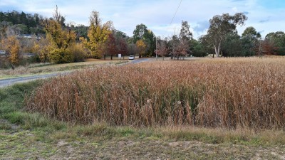 Looking back along the smaller access road to the Constellation Park.   This small road crosses over the outlet of the lake to the Uralla Creek and connects to Barleyfields Road which heads out to the Lockheed Martin Satellite Tracking Station.